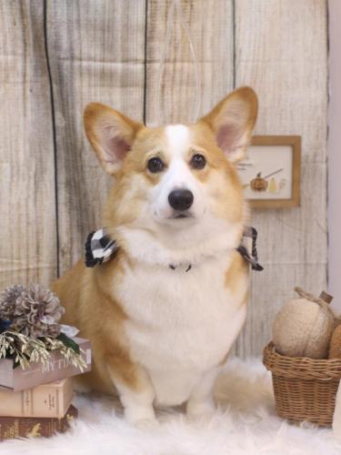 20241005こじろうくん